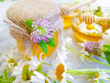 taze bal çiçeği yonca, gri beton arka plan üzerinde papatya