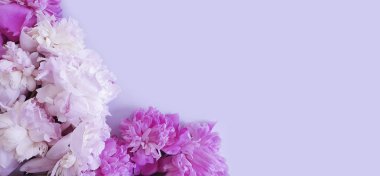 renkli bir arka plan üzerinde çiçek şakayık çerçeve