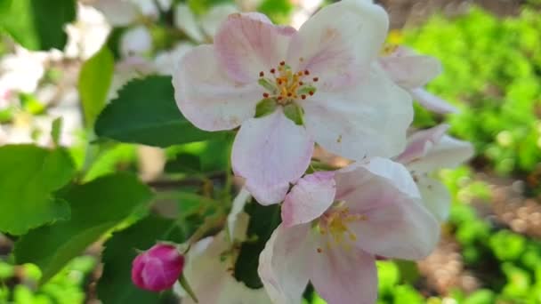 Pommier Fleurs Ralenti — Video