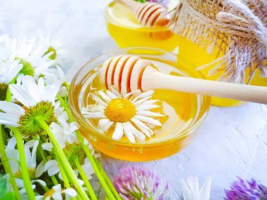 gri beton arka plan üzerinde taze bal papatya çiçek yonca