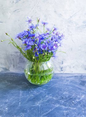 gri beton arka plan üzerinde vazo çiçek cornflower