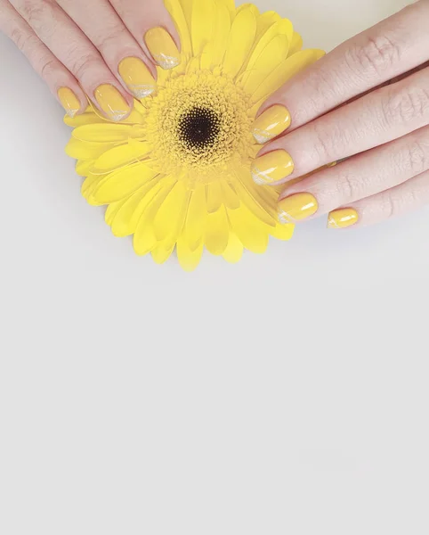 Vrouwelijke Hand Mooie Manicure Gerbera Bloem — Stockfoto