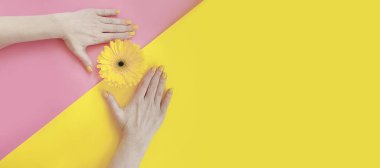 renkli bir arka plan üzerinde kadın elleri manikür gerbera çiçek