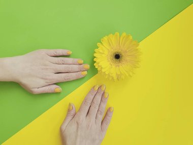 renkli bir arka plan üzerinde kadın elleri manikür gerbera çiçek