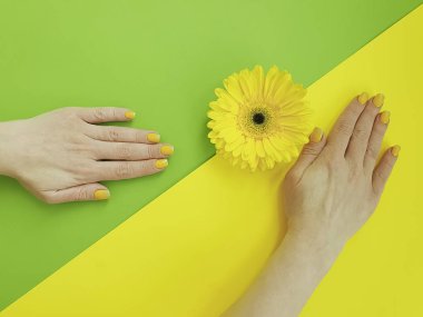 renkli bir arka plan üzerinde kadın elleri manikür gerbera çiçek