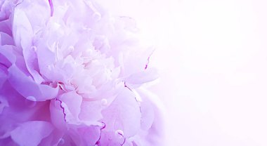 şakayık çiçek güzel arka plan closeup