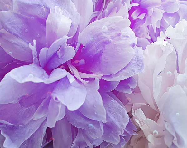 Піонова Квітка Красивий Фон Крупним Планом — стокове фото