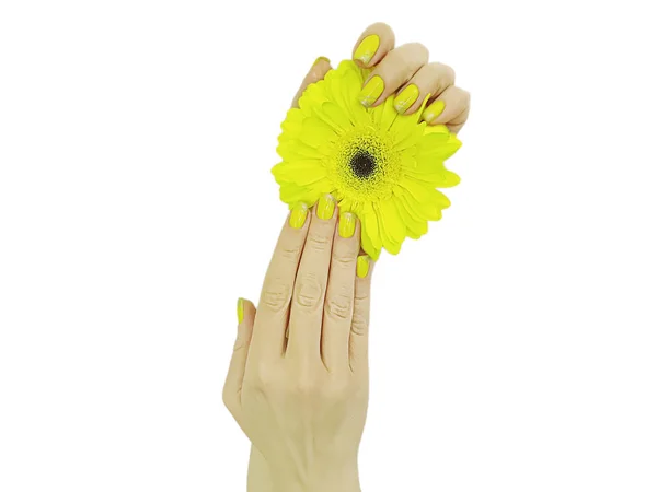 Manicura Femenina Gerbera Flor Aislada — Foto de Stock