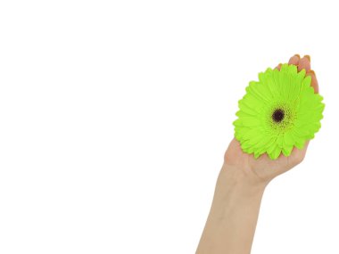 kadın el manikür gerbera çiçek izole