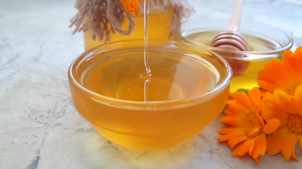 Fresh Honey Calendula Flower Slow Motion — Stock Video