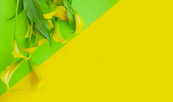 Calla ดอกไม บนพ นหล — ภาพถ่ายสต็อก