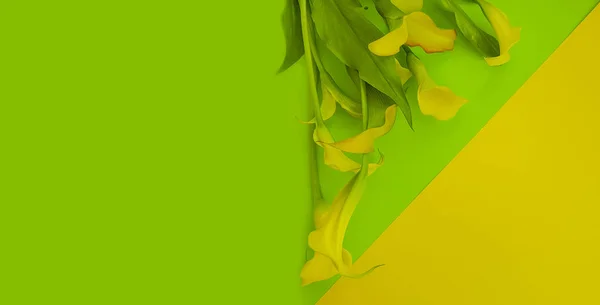 Calla ดอกไม บนพ นหล — ภาพถ่ายสต็อก