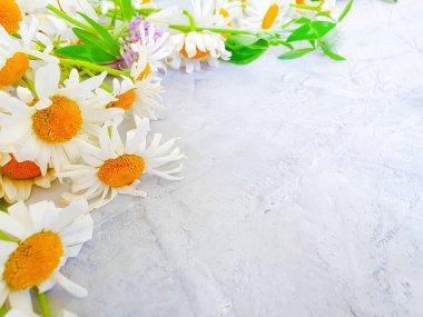 beton arka plan üzerinde papatya çiçek