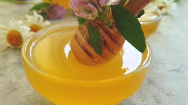 taze bal papatya çiçek, yonca, yavaş hareket