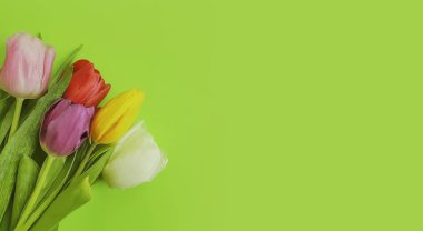 renkli bir arka plan üzerinde çiçek lale