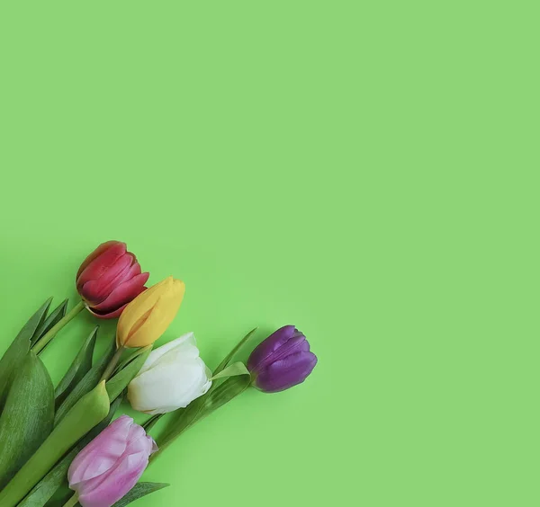 Tulipe Fleur Sur Fond Coloré — Photo