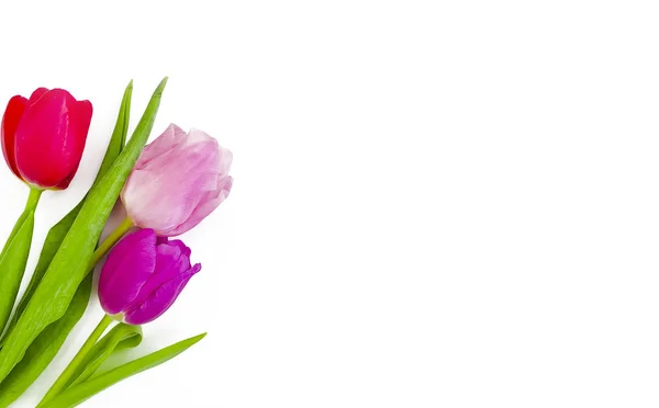 Tulpen Boeket Een Wit Achtergrond Frame — Stockfoto