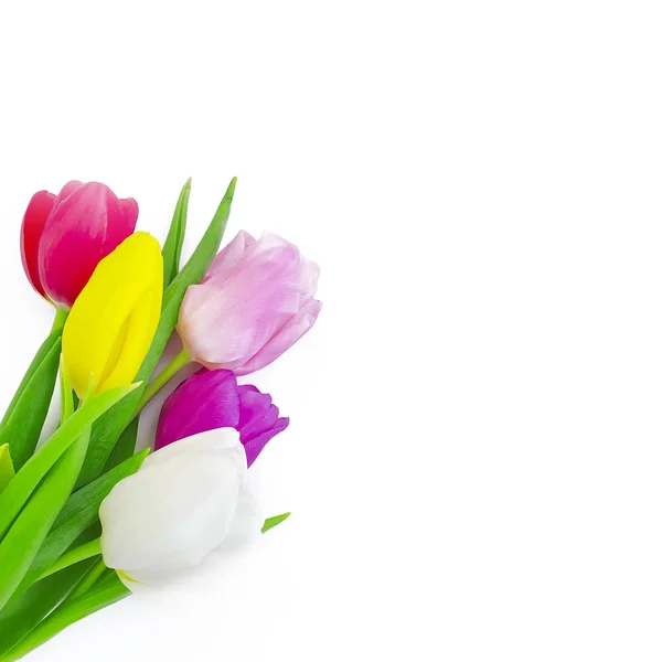 Bouquet Tulipes Sur Fond Blanc — Photo