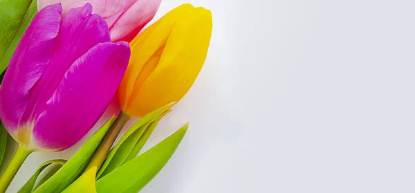 Bouquet Tulipes Sur Fond Blanc — Photo