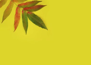 Renkli arkaplanda sonbahar yaprakları