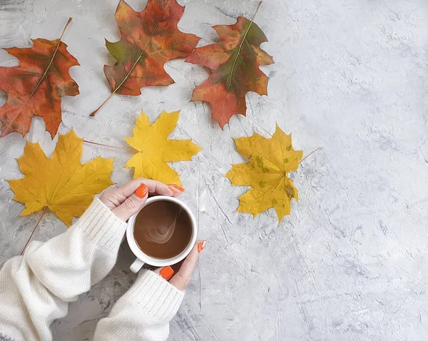 female hands cup of coffee autumn leaves on concrete background