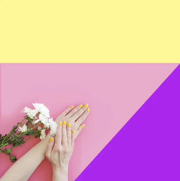 Manos Femeninas Manicura Flor Crisantemo Sobre Fondo Color — Foto de Stock