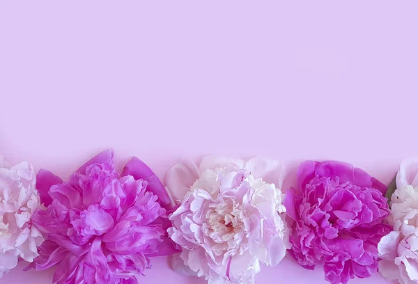 Flor Peonía Sobre Fondo Color — Foto de Stock