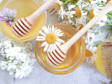 Beton arka planda taze bal papatya çiçeği yoncası