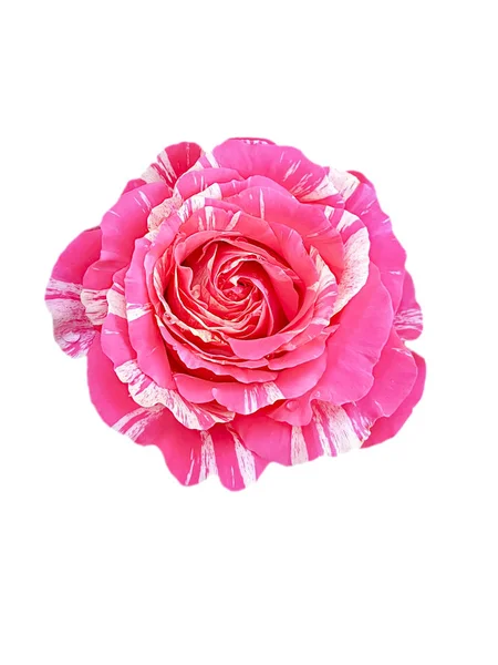 Розовый Цветок Белом Фоне — стоковое фото