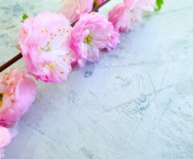 Beton bir zeminde kiraz çiçekleri açıyor.