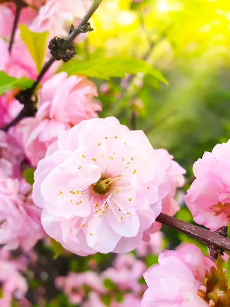 Blühender Zweig Kirsche Blume Hintergrund — Stockfoto