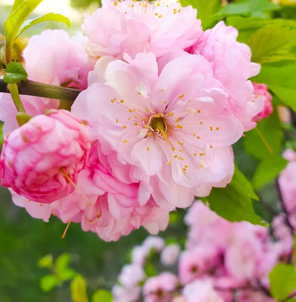 Blühender Zweig Kirsche Blume Hintergrund — Stockfoto