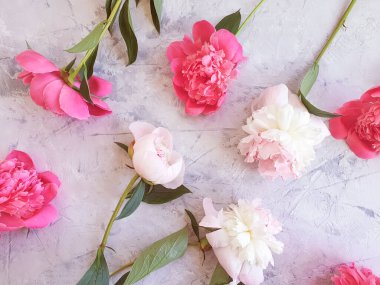 beton arkaplan çerçevesinde şakayık çiçeği