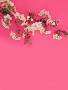 Renkli arkaplan çerçevesinde kiraz çiçeği