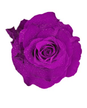 Güzel bir gül beyaz bir arkaplanda izole edilir.