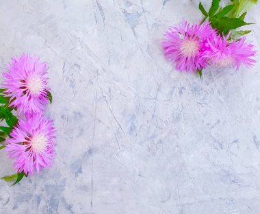 Beton zemin üzerinde kasımpatı çiçeği