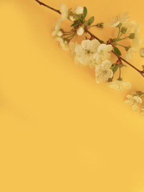 Renkli arkaplanda kiraz çiçeği