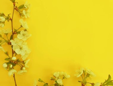 Renkli arkaplanda kiraz çiçeği