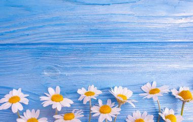 Ahşap arkaplan çerçevesinde papatya çiçeği