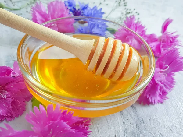 Frische Honigblume Auf Betongrund — Stockfoto