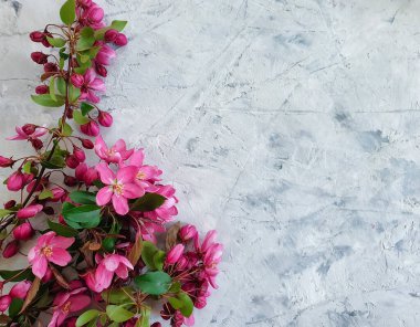 Beton arkaplan çerçevesinde manolya çiçeği