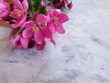 Beton arkaplan çerçevesinde manolya çiçeği