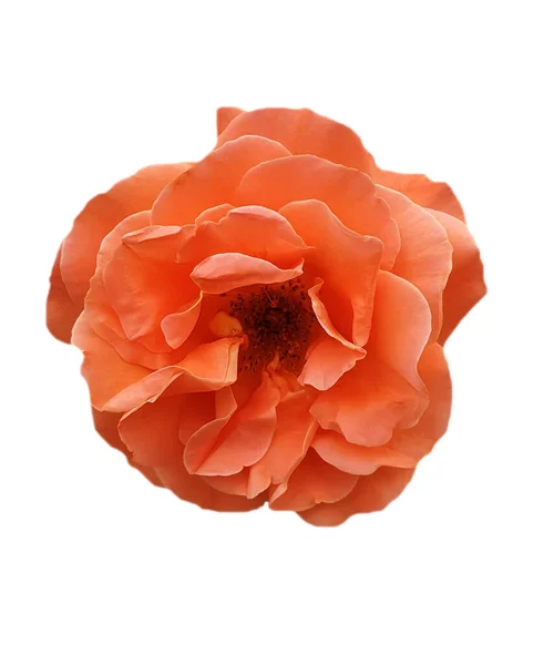 Rose Flower Isolated White Background — Stock Photo, Image