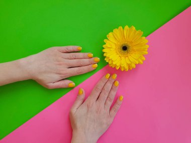 Kadın elleri güzel manikür gerbera çiçeği renkli bir arka planda