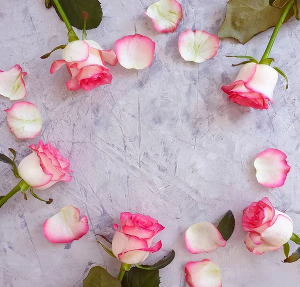 Rose Fleur Sur Cadre Fond Béton — Photo