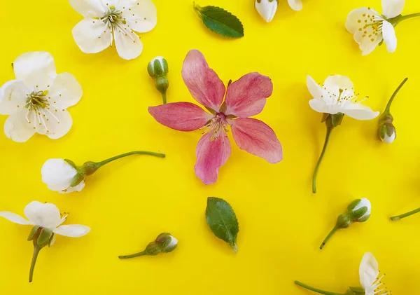 blooming cherry on a colored background