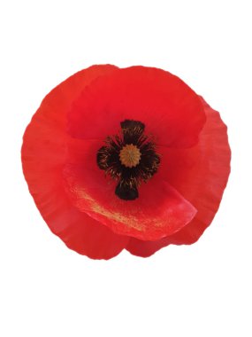 Kırmızı gelincik çiçeği beyaz arkaplanda izole edilmiş