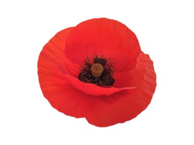 Kırmızı gelincik çiçeği beyaz arkaplanda izole edilmiş