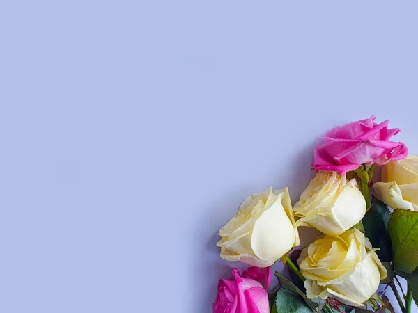 Λουλούδι Πλαίσιο Τριαντάφυλλο Χρωματιστό Φόντο — Φωτογραφία Αρχείου