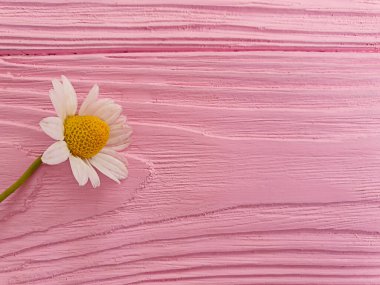Ahşap arka planda papatya çiçeği
